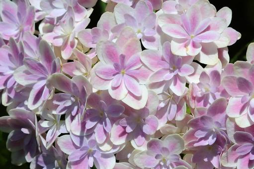 アジサイの花 アジサイの花の写真