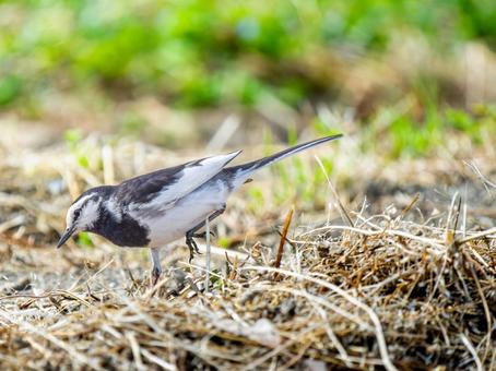 地面を歩くハクセキレイ 地面を歩くハクセキレイの写真