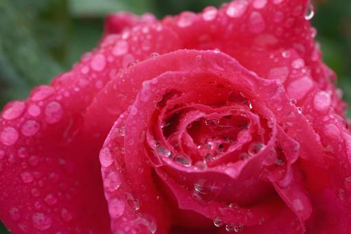 雨に濡れたバラ(マリアカラス)11 雨に濡れたバラ(マリアカラス)11 バラ,薔薇,春バラの写真素材
