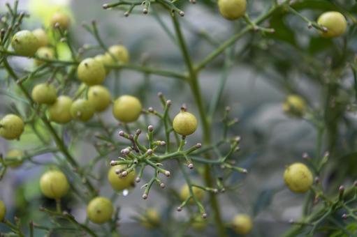 ナンテンの写真