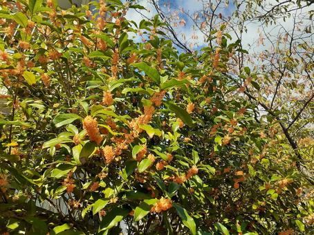 金木犀 金木犀,花,秋の写真素材