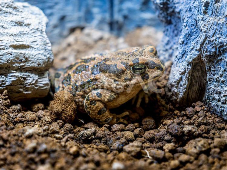 エジプトミドリヒキガエルのアップ エジプトミドリヒキガエル,動物,自然の写真素材