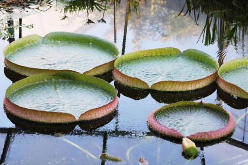 オオオニバス３（鶴見緑地） オオオニバス,ハス,鶴見緑地の写真素材