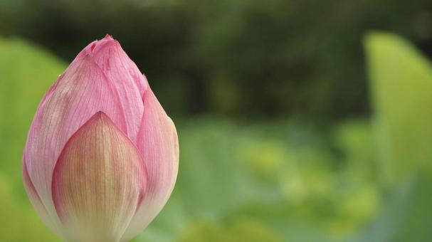 蓮 [無加工]版 縦横16:9 蓮,蕾,花の写真素材