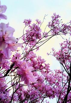 三つ葉つつじ01 三つ葉つつじ01 花,春,ピンクの写真素材