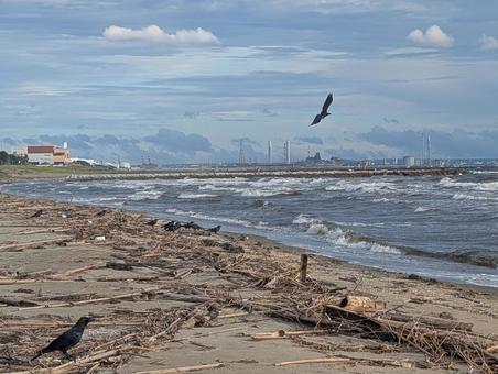 幕張の浜―浜風に乗る烏と佇む烏 幕張の浜―浜風に乗る烏と佇む烏 海,波,鳥の写真素材