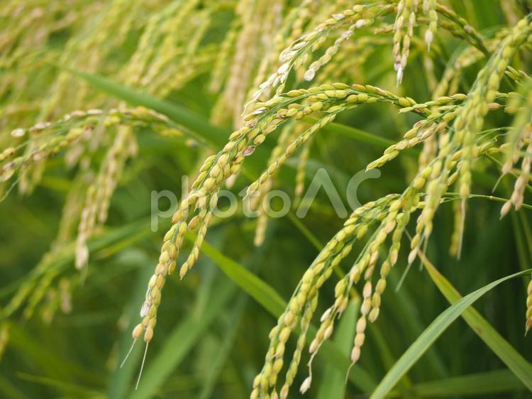 稲穂 稲,稲穂,イネの写真素材