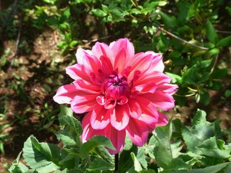 花壇に咲く縁取りのある赤いダリア 花壇に咲く縁取りのある赤いダリアの写真
