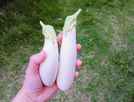 白ナスを持った手 白ナスを持った手の写真