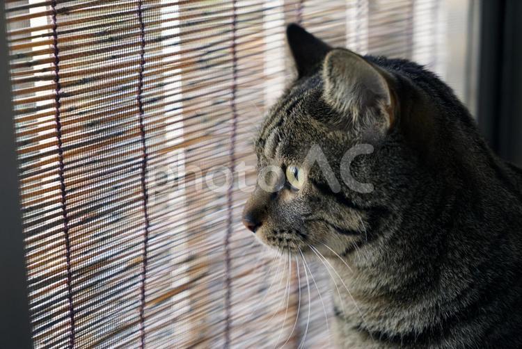 外が気になる・・ ねこ,キャット,ペットの写真素材