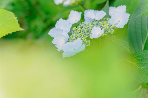 Hydrangea(65), JPG Hydrangea(65), JPG