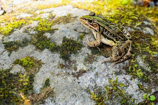 石の上のトノサマガエル 石の上のトノサマガエル トノサマガエル,殿様蛙,カエルの写真素材