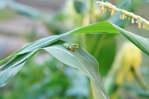 Green tree frog on a leaf②, JPG Green tree frog on a leaf②, JPG