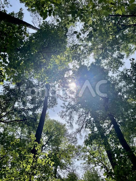 木漏れ日　アメリカ自然公園にて 木目,アウトドア,公園の写真素材