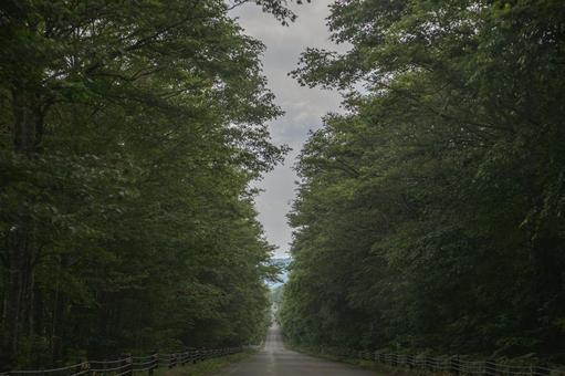 森の間を抜けるまっすぐな道 森の間を抜けるまっすぐな道 アスファルト,道路,ストレートの写真素材