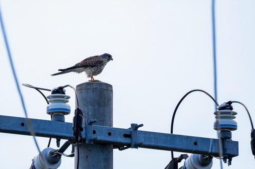 チョウゲンボウ(46) チョウゲンボウ(46)の写真