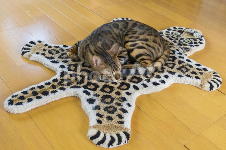 ベンガル猫とヒョウのラグマット 猫,ベンガル,ベンガル猫の写真素材