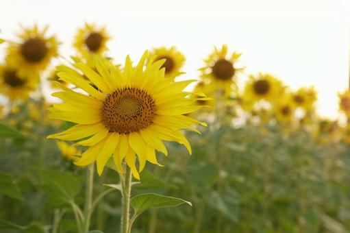 Sunflower, JPG Sunflower, JPG