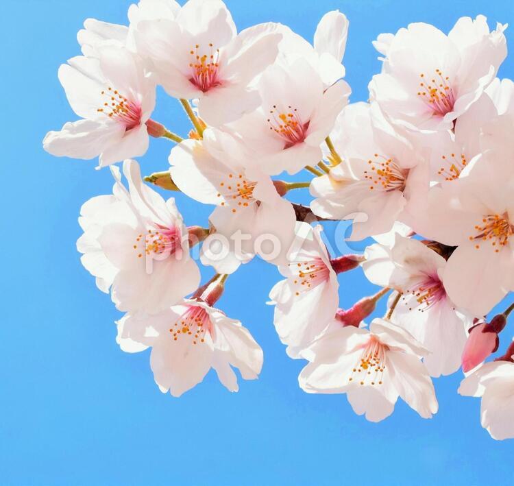 桜の花と青空、花びら、クローズアップ 桜,サクラ,さくらの写真素材