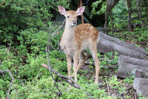 Deer, JPG