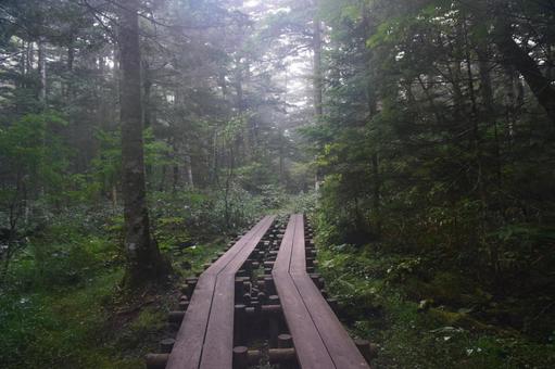 静寂な森の道 静寂な森の道の写真