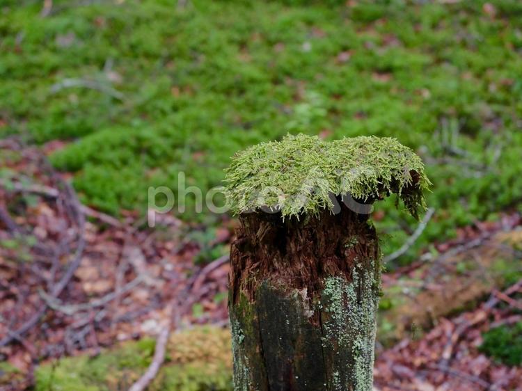 雨の白駒の森 苔,コケ,苔の森の写真素材