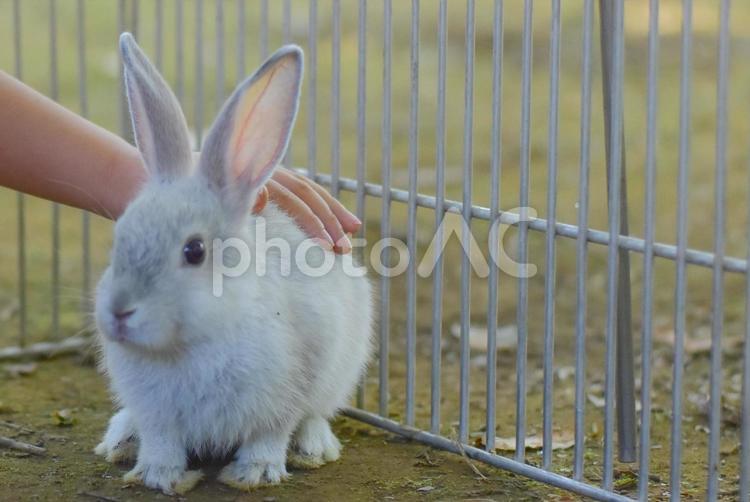 撫でられるうさぎ うさぎ,ウサギ,兎の写真素材