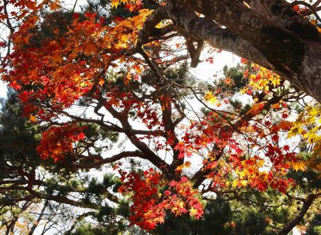 紅葉　長野県　懐古園 紅葉,長野県,懐古園の写真素材