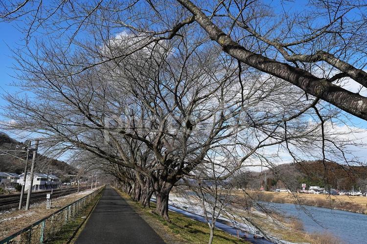 一目千本桜　冬の風景 一目千本桜,ソメイヨシノ,染井吉野の写真素材