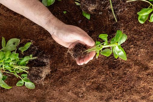バジルを植える手 バジルを植える手 苗,持つ,植えるの写真素材