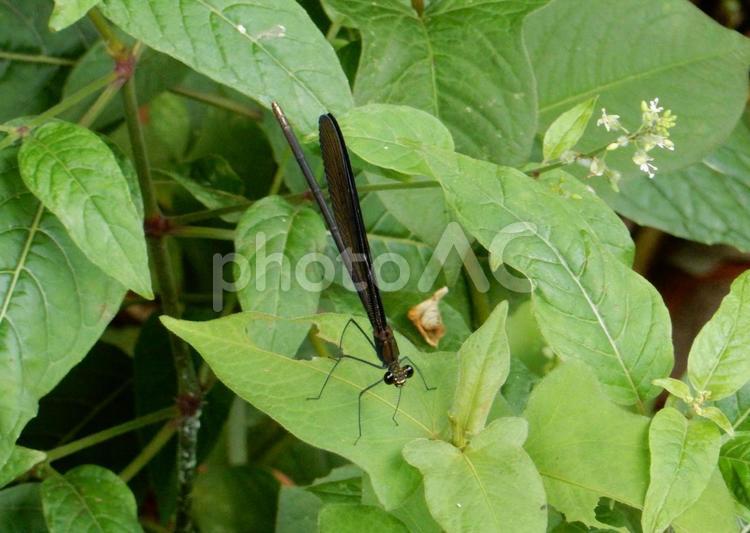 【昆虫写真】ハグロトンボ（羽黒蜻蛉） ハグロトンボ,羽黒蜻蛉,生き物の写真素材