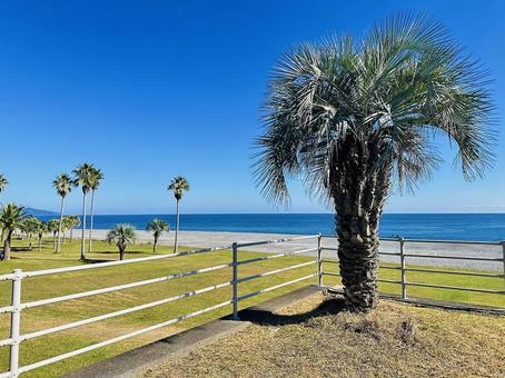 海岸　岸辺 ヤシの木,海岸,沿岸の写真素材