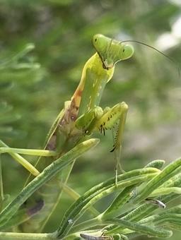 カマキリ カマキリの写真
