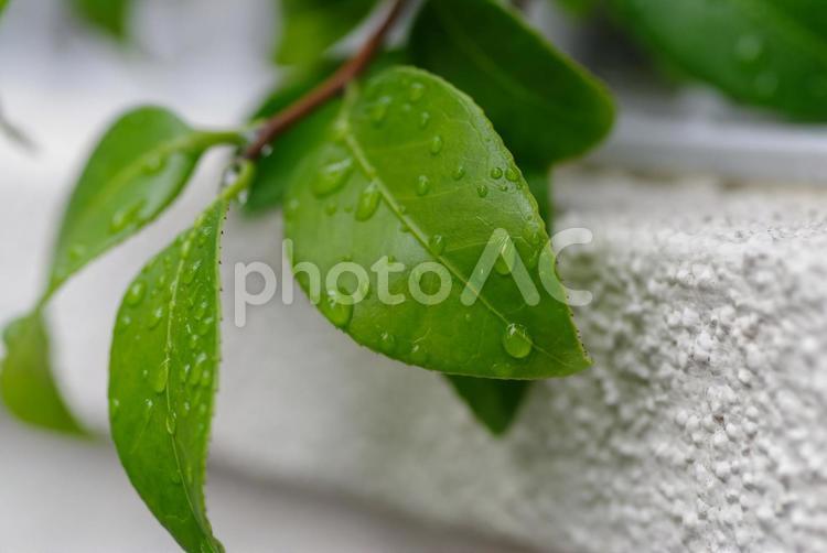 雨上がりで水玉が付いた葉っぱたち 水玉,葉,赤坂４丁目の写真素材
