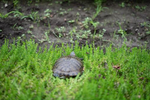 草むらを歩く亀の姿 亀,カメ,爬虫類の写真素材