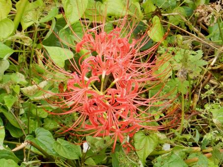 【彼岸花の写真】彼岸花が咲く風景の写真