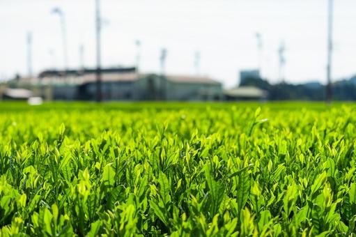 島田市 金谷富士見町の茶畑(静岡) 島田市 金谷富士見町の茶畑(静岡)の写真