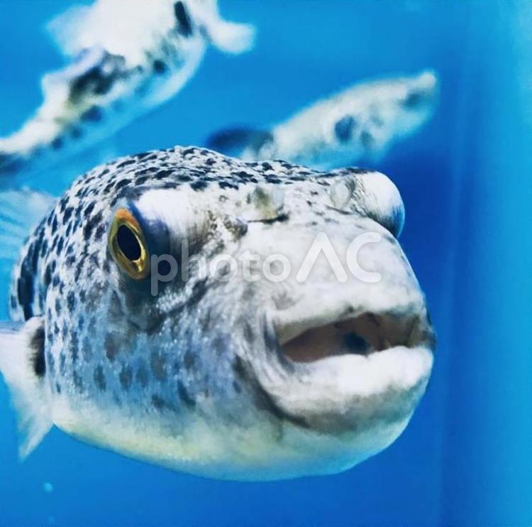 河豚の挨拶 水中,魚,水泳の写真素材