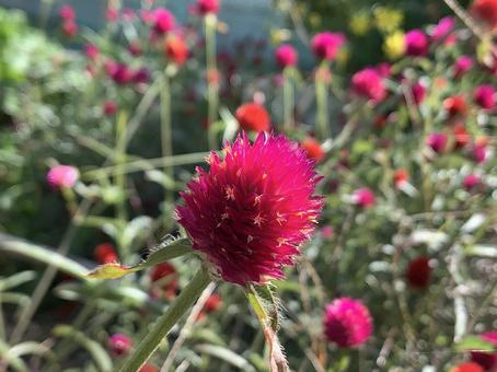 花 花の写真