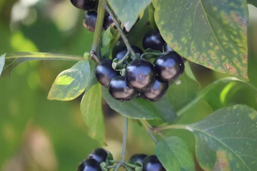 黒い実のナンゴクイヌホオズキの木の枝 黒い,実,ナンゴクイヌホオズキの写真素材