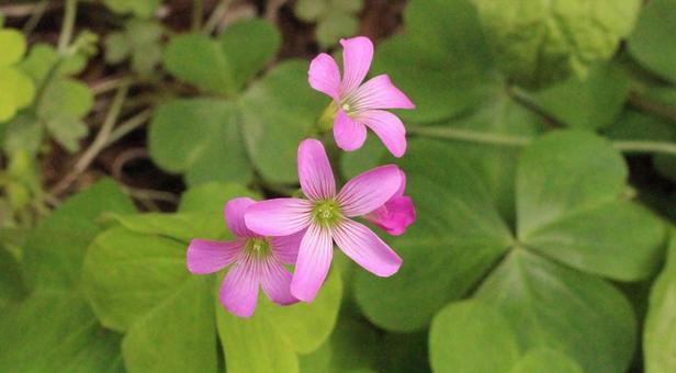 ムラサキカタバミ4 ムラサキカタバミ4 花,紫,ピンクの写真素材