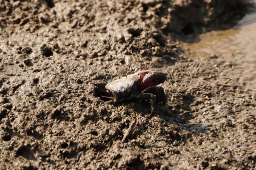 佐賀 干潟よか公園 シオマネキ4 シオマネキ,カニ,干潟の写真素材