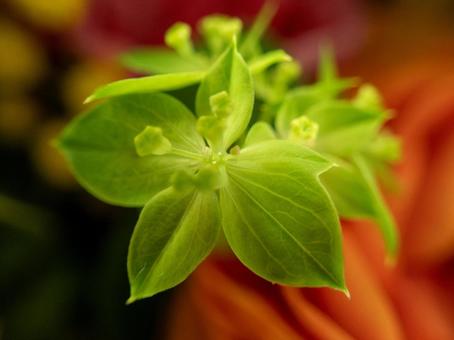 植物のマクロ撮影の写真