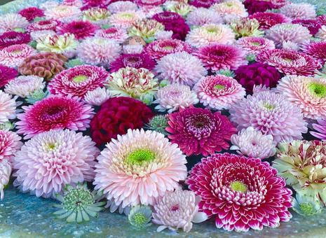 色鮮やかな花手水10 色鮮やかな花手水10 花手水,はなちょうず,手水舎の写真素材