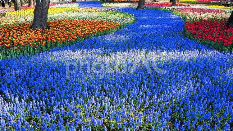 ひたち海浜公園・チューリップ＆松林・茨城 春,チューリップ,国営ひたち海浜公園の写真素材