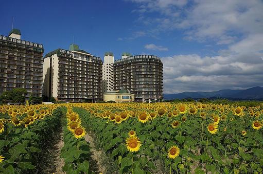 第1なぎさ公園 ひまわり2025年㉑ 第1なぎさ公園 ひまわり2025年㉑ 滋賀県,守山市,第1なぎさ公園の写真素材