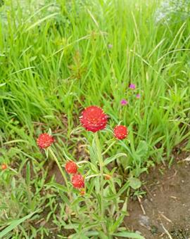 センニチコウという花 センニチコウという花 センニチコウ,花,千日紅の写真素材