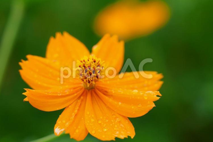 キバナコスモ⒇ 花,キバナコスモス,コスモスの写真素材