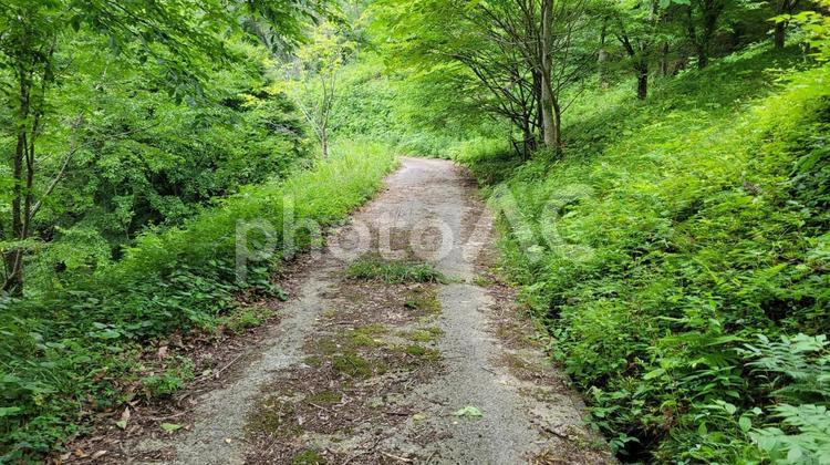 霞ヶ丘森林公園 霞ヶ丘,森林,公園の写真素材