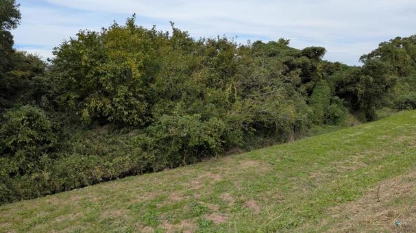 河川敷の風景 河川敷の風景,河川敷,雑木林の写真素材